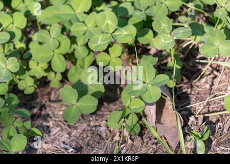 Kleeblatt auf der Wiese mit einem glücklichen vierblättrigen Kleeblatt sichtbar. Feder. Stockfoto