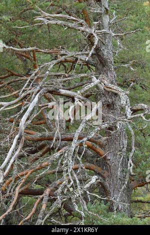 Schottenkiefer (Pinus sylvestris) Teil der Reifen „Oma-Kiefer“, die in alten, einheimischen Wäldern, Glen Strathfarrar, Inverness-shire, Schottland, wächst Stockfoto