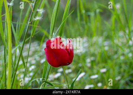 Natürliches Bokeh des Gartens mit roter Tulpe und Samen von Löwenzahnblüten auf den Blütenblättern. Stockfoto