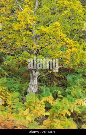 Sitzeiche (Quercus petraea) reifer Baum in Herbstfarben, Glen Strathfarrar, Inverness-shire, Schottland, Oktober Stockfoto