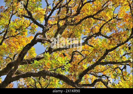 Sessile Oak (Quercus petraea) Nahaufnahme des herbstlichen Laubs hoch oben im Baum, Glen Strathfarrar, Inverness-shire, Schottland, Oktober Stockfoto