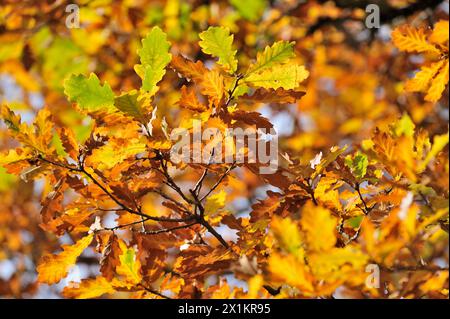 Sessile Oak (Quercus petraea) Nahaufnahme des herbstlichen Laubs hoch oben im Baum, Glen Strathfarrar, Inverness-shire, Schottland, Oktober Stockfoto