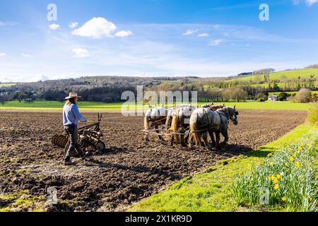 Farmer, der ein Feld mit schweren Pferden pflügt, Weald & Downland Living Museum, West Sussex, England Stockfoto