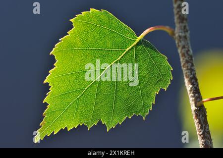 Silberbirke (Betula pendula) Nahaufnahme eines Blattes, das am frühen Abend gegen das Licht fotografiert wurde, um Adern zu zeigen, Inverness-shire, Schottland, Juli Stockfoto