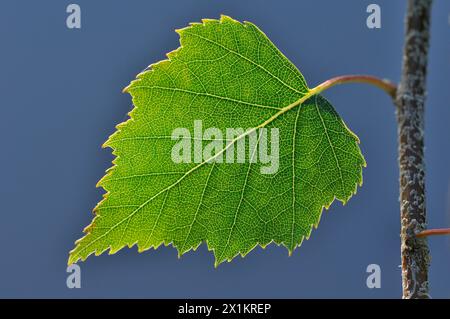 Silberbirke (Betula pendula) Nahaufnahme eines Blattes, das am frühen Abend gegen das Licht fotografiert wurde, um Adern zu zeigen, Inverness-shire, Schottland, Juli Stockfoto