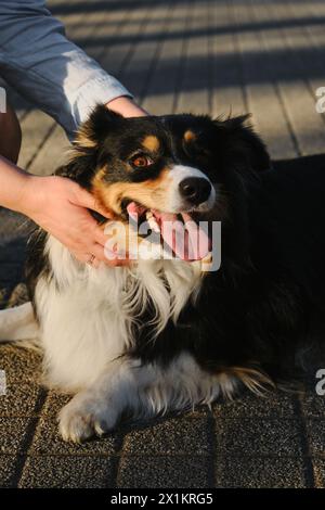 Die Tierbesitzerin streichelt im Park den geliebten schwarzen, australischen Schäferhund auf einem Kopf. Menschlicher Kontakt mit Hund. Nahaufnahme Porträt der glücklichen Liebe Stockfoto