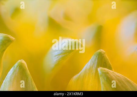 Makrofoto der Blütenblätter von Hardy Garden Mum (Chrysanthemum x morifolium) Stockfoto