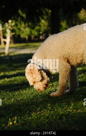 Lagotto romagnolo im Frühlingspark. Der italienische Lockenhaar beige Wasserhund läuft auf dem grünen Gras und schnüffelt Stockfoto