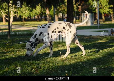 Ein charmanter Dalmatiner spaziert an der Leine in einem Quellpark und schnüffelt im grünen Gras. Ein süßer, schöner, glatthaariger weißer Hund mit schwarzen Flecken. S Stockfoto