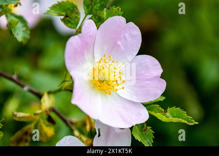 Hunderose Rosa canina hellrosa Blüten in Blüte auf Zweigen, schöner wild blühender Sträucher Stockfoto