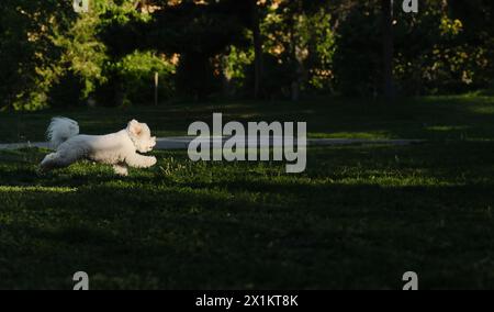 Bichon Frise läuft im grünen Frühlingspark, Seitenansicht. Porträt eines kleinen weißen, lockigen aktiven Hundes in vollem Wachstum während der Bewegung. Banner mit Copy Spa Stockfoto