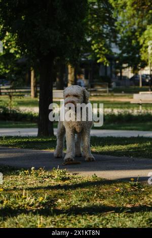 Lagotto romagnolo im Frühlingspark. Ein italienischer, lockiger, beiger Wasserhund steht auf einem Pfad im Park in der Nähe des grünen Grases. Vorderansicht im Hochformat in voller Länge Stockfoto