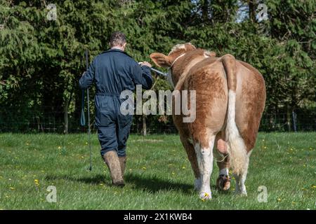 Ein Bauer trainiert einen Stier, um auf einem Halfter zu laufen Stockfoto