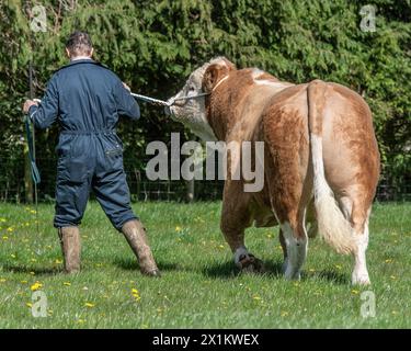 Ein Bauer trainiert einen Stier, um auf einem Halfter zu laufen Stockfoto