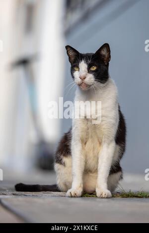 Schwarz-weiße Katze posiert für die Kamera Stockfoto