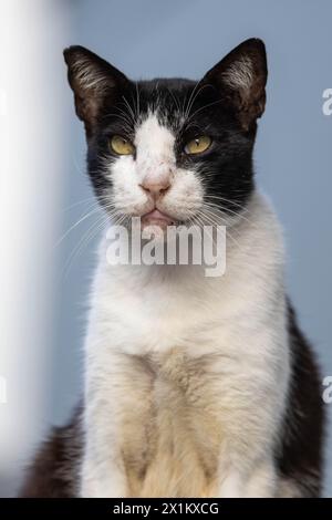 Schwarz-weiße Katze posiert für die Kamera Stockfoto