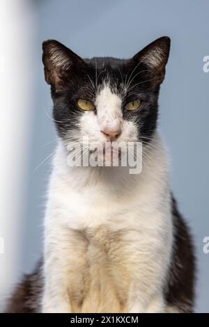 Schwarz-weiße Katze posiert für die Kamera Stockfoto