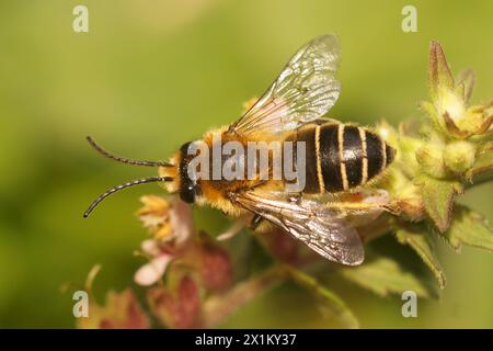 Natürliche Nahaufnahme auf der seltsamen europäischen grünen Laternenfliege, Dictyophara europaea, die auf Holz sitzt Stockfoto