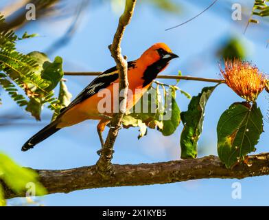 Ein männlicher Strähnen-Oriole (Icterus pustulatus), der auf einem Ast thront. Oaxaca, Mexiko. Stockfoto