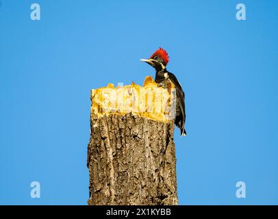 Ein Lineated Holzspecht (Dryocopus lineatus), der auf einem gebrochenen Baum thront. Oaxaca, Mexiko. Stockfoto