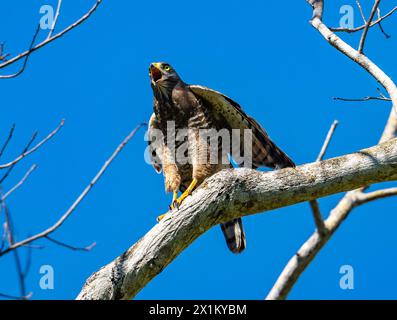 Ein Roadside Hawk (Rupornis magnirostris), der von einem Zweig aus anruft. Oaxaca, Mexiko. Stockfoto