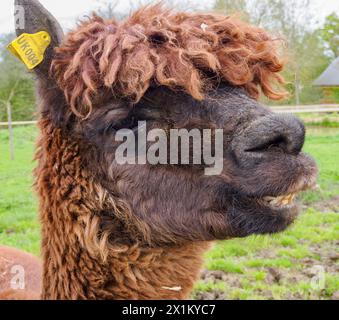 Braune Alpaca lächelt für die Kamera auf einer Berkshire Farm in Großbritannien Stockfoto