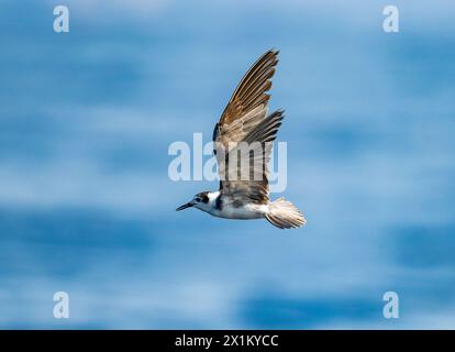 Eine Schwarzteere (Chlidonias niger) im Flug vor der Küste von Oaxaca, Mexiko. Stockfoto