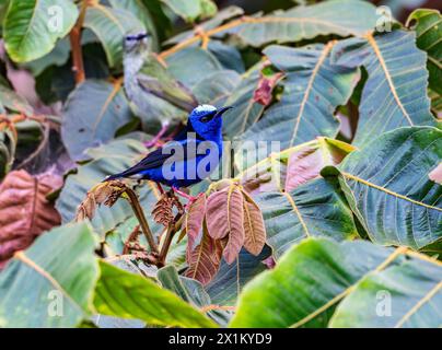 Ein heller männlicher, rotbeiniger Honeycreeper (Cyanerpes cyaneus), der auf einem Blatt thront. Oaxaca, Mexiko. Stockfoto