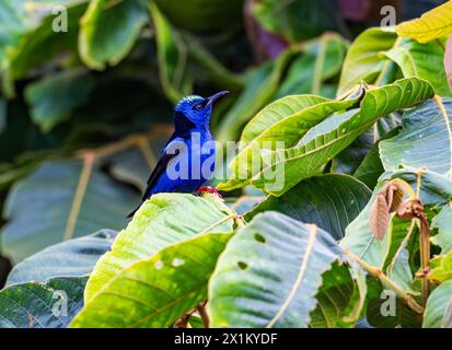 Ein heller männlicher, rotbeiniger Honeycreeper (Cyanerpes cyaneus), der auf einem Blatt thront. Oaxaca, Mexiko. Stockfoto