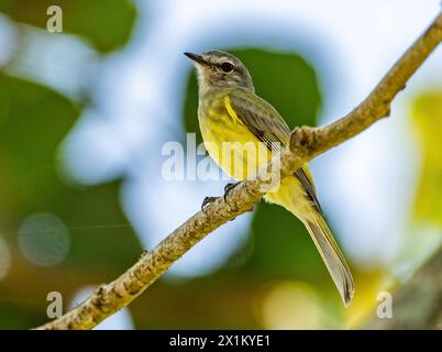 Eine grünliche Elaenia (Myiopagis viridicata), die auf einem Ast thront. Oaxaca, Mexiko. Stockfoto