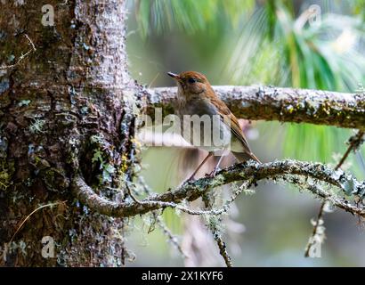 Eine Russet-Nachtigall-Thrush (Catharus occidentalis), die auf einem Ast thront. Oaxaca, Mexiko. Stockfoto