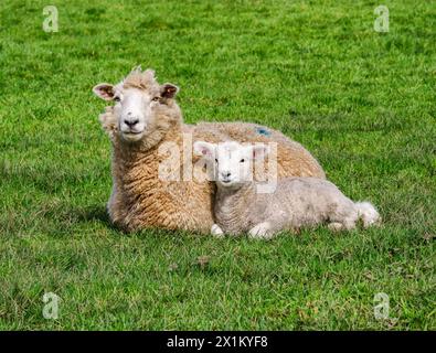 Weißgesäumtes Schaf und ihr einwöchiges Lamm kuscheln sich im Frühjahr in einem Somerset-Feld Stockfoto