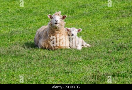 Weißgesäumtes Schaf und ihr einwöchiges Lamm kuscheln sich im Frühjahr in einem Somerset-Feld Stockfoto