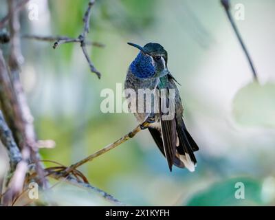 Ein männlicher blauschlauchiger Berg-Edelstein-Kolibris (Lampornis clemenciae), der auf einem Stock thront. Oaxaca, Mexiko. Stockfoto