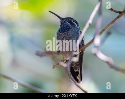 Ein männlicher blauschlauchiger Berg-Edelstein-Kolibris (Lampornis clemenciae), der auf einem Stock thront. Oaxaca, Mexiko. Stockfoto