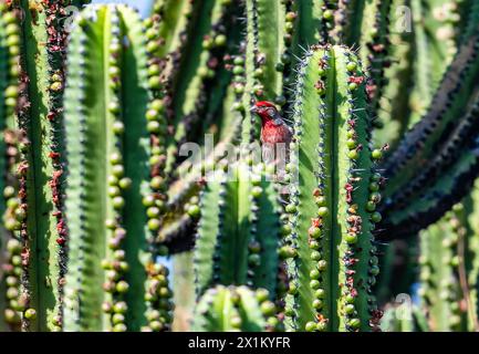 Ein hellroter männlicher Hausfink (Haemorhous mexicanus), der in Riesenfruchtkaktus (Myrtillocactus schenckii) auf der Suche ist. Oaxaca, Mexiko. Stockfoto