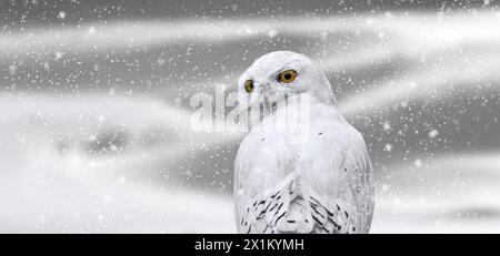 Schneeeule (Bubo scandiacus / Strix scandiaca) an der Tundra während des Schneeschauens im Winter, heimisch in arktischen Regionen in Nordamerika und Eurasien. Ziffer Stockfoto