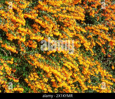 Berberis darwinii Sträucher in voller Blüte in einem Somerset Garten UK Stockfoto