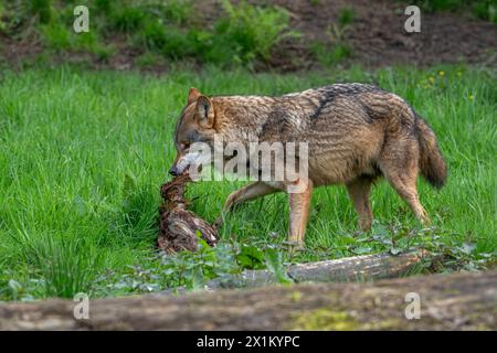 Eurasischer Wolf / Grauwolf (Canis Lupus Lupus) fressen getöteten Vogel im Wald Stockfoto