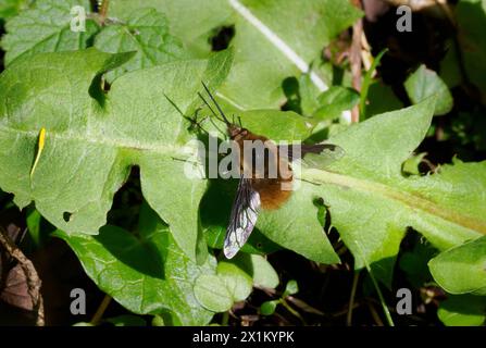 Dunkel umrandete Bee Fly Bombylius Major auf einem Löwenzahnblatt in Somerset UK Stockfoto
