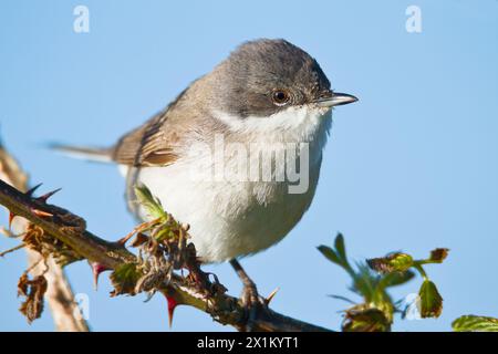 Nahaufnahme Eines Single Lesser Whitethroat, Sylvia curruca, Standing on A Bramble, Stanpit Marsh, UK Stockfoto