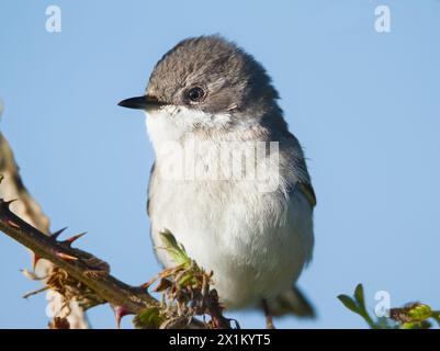 Nahaufnahme Eines Single Lesser Whitethroat, Sylvia curruca, Alert sitzt auf Einem Bramble Twig, Stanpit Marsh, Großbritannien Stockfoto