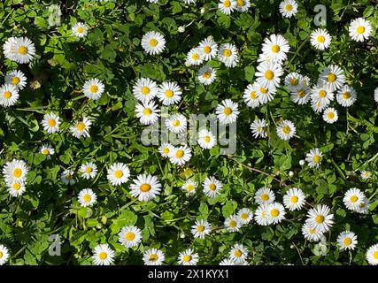 Nahtloses Muster, Gänseblümchen im Gras. Draufsicht auf ein Grasfeld mit Gänseblümchen Stockfoto