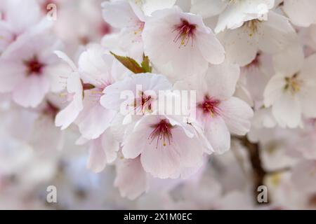 Nahaufnahme von Kirschblüten im Frühling mit wunderschönen weißen und rosa Farben. Stockfoto