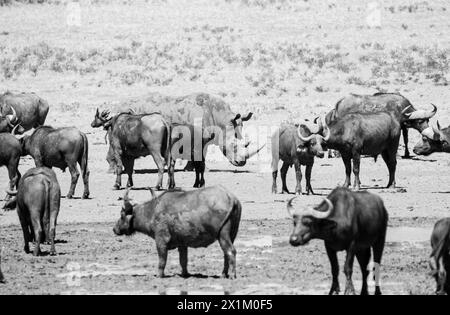 Weißes Nashorn und Cape Buffalo an einem Wasserloch in der Savanne des südlichen Afrika Stockfoto