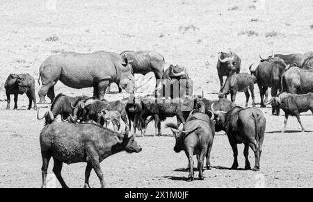 Weißes Nashorn und Cape Buffalo an einem Wasserloch in der Savanne des südlichen Afrika Stockfoto