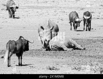 Weißes Nashorn und Cape Buffalo an einem Wasserloch in der Savanne des südlichen Afrika Stockfoto