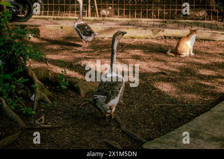 Eine Ente, die nach hinten zeigt und das Morgensonnenlicht in einem Wohngebiet in Indonesien genießt Stockfoto