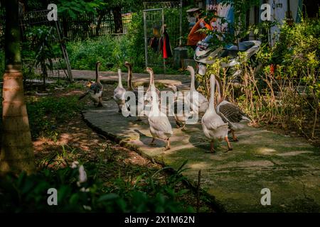 Jakarta, Indonesien - eine Herde Enten spazieren am Rand eines Stausees im Zentrum von Jakarta, Indonesien Stockfoto