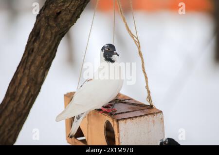 Eine weiße Taube sitzt im Winter auf einem Futterhäuschen Stockfoto